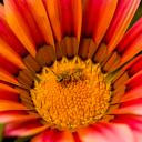 Bain de pollen
