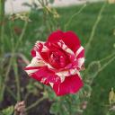 Rose bicolore