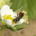 Sphecodes femelle sur une fleur de fraisier