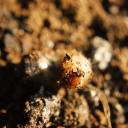 larve de cétoine ("un ver d'hanneton")