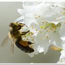 abeille et cerisier