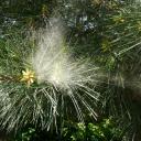 Pollen de pin sylvestre