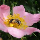 Abeille sauvage récoltant du pollen sur une fleur d'églantier
