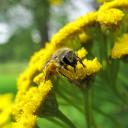 Abeille sauvage récoltant du pollen sur tanaisie crispée (variété locale de tanacetum)