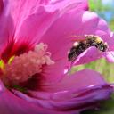 Bombus couvert de pollen dans une fleur d'hibiscus
