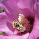 Bombus couvert de pollen, fleur d'hibiscus