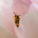 La pollinisation n'est pas l'apanage des abeilles !