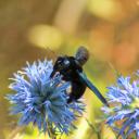 Xylocope sur Echinops