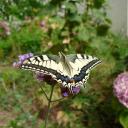 Papilio Machaon sur verbena bonariensis