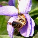 Première abeille domestique sur violette