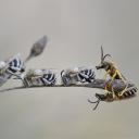 Amegilla quadrifasciata male (Hym. Apidae) & Halictus scabiosae male (Hym. Halictidae) au repos.