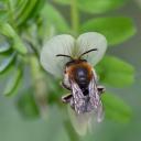 Eucera nigrescens (Hym. Apidae) pollenisant Vicia lutea (Fabaceae).