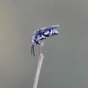 Thyreus ramosus male (Hym. Apidae) en train de dormir (abeille coucou).