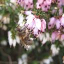 abeille sur bruyères