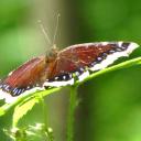 Papillon (Morio)
