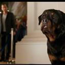 Show Dogs full movie watch and download