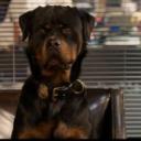 [[*Torrent*-HD**]]-Watch! Show Dogs Full Movie