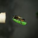 Megachile sp, apport de morceau de feuille pour la construction de cellules