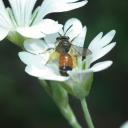 Andrena sp femelle