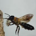 Megachile sculptularis